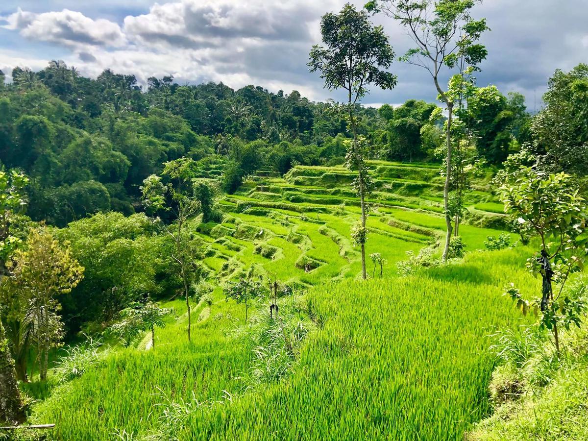 Tetebatu Terrace Homestay Eksteriør billede