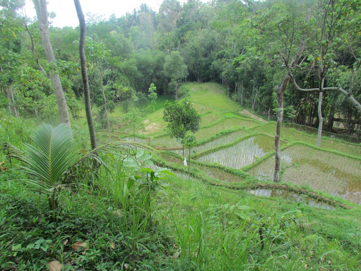 Tetebatu Terrace Homestay Eksteriør billede